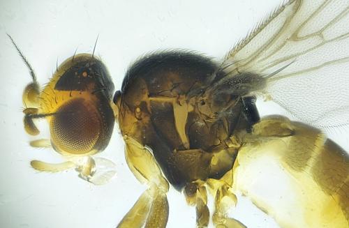 Gaurax sp.